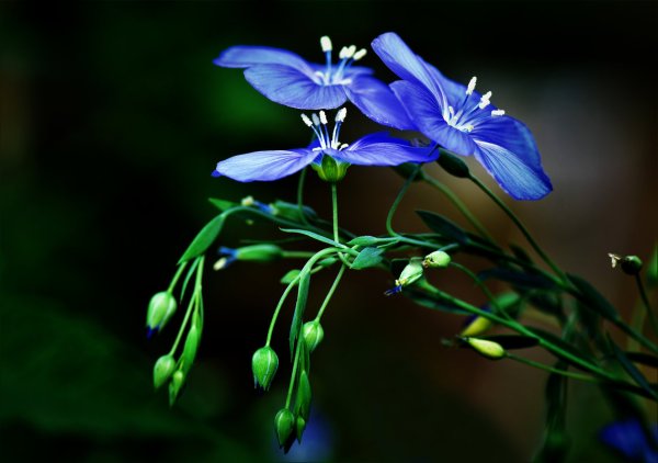 Синий лен цветок многолетник