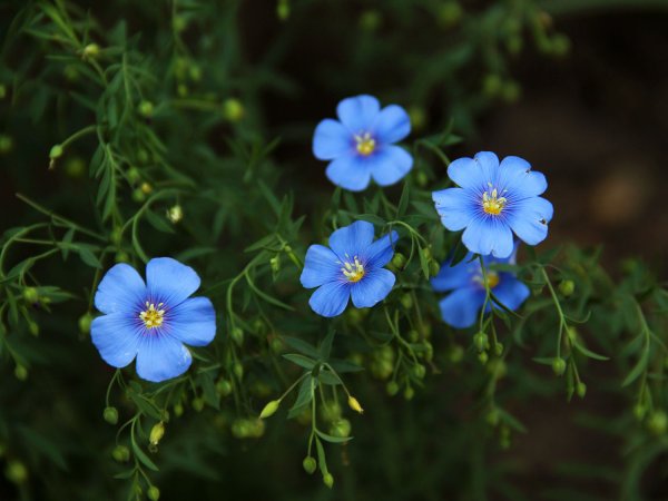 Лен розовый цветок