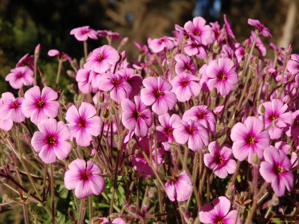 Лен многолетний Блу