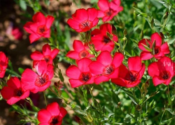 Лен многолетний "Diamant"