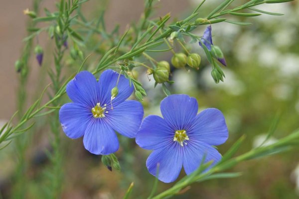 Лен многолетний Блю Скай