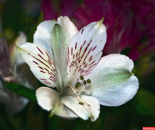 Альстромерия Арден