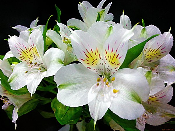 Альстромерия Вирджиния