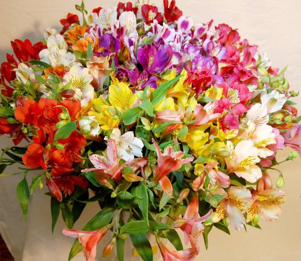 Альстромерия Батиан