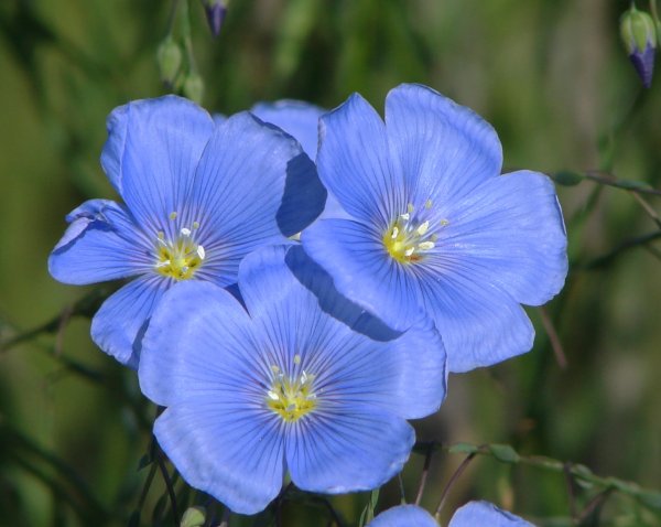 Лён крупноцветковый (Linum grandiflorum)