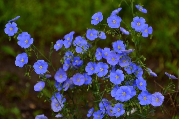 Лен крупноцветковый многолетний