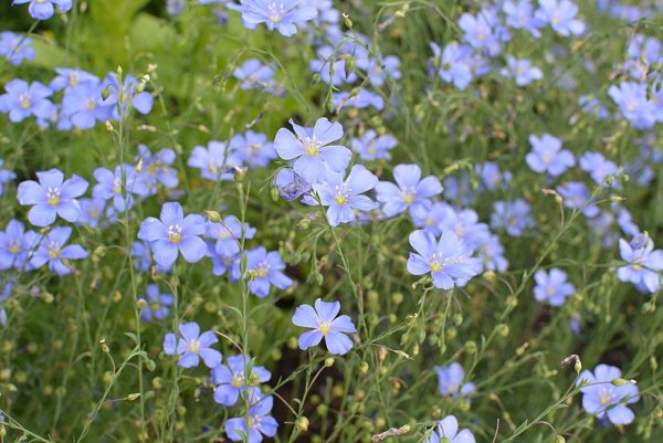 Лен крупноцветковый красный