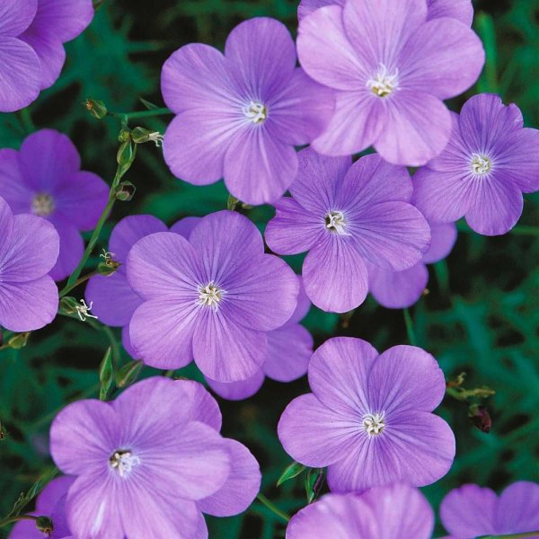 Лен многолетний Блу