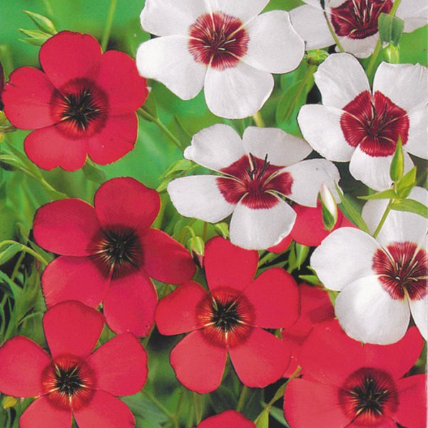 Лен многолетний Небесная лазурь