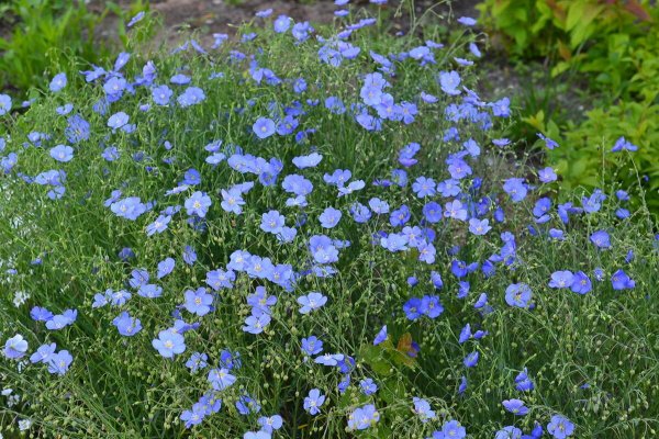 Лен многолетний Блу