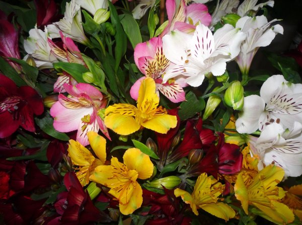 Альстромерия шар Мелия Пинк