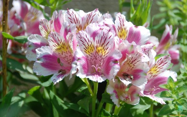 Альстромерия сорт Ланкастер