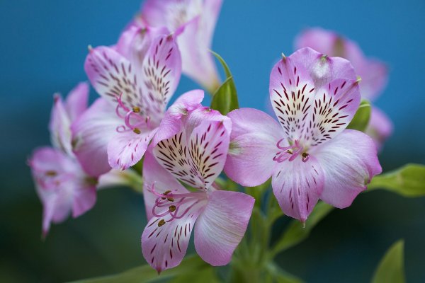 Перуанская Лилия альстромерия