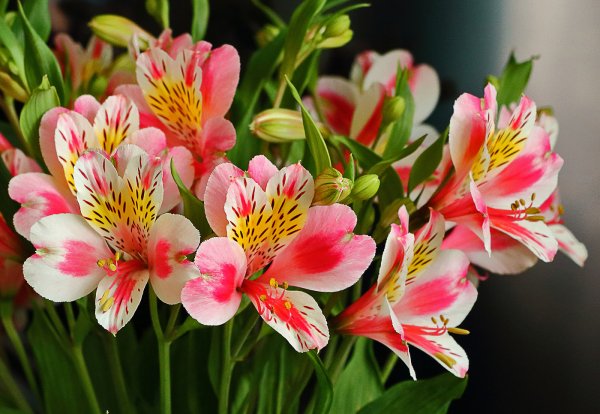 Цветы астельмерия