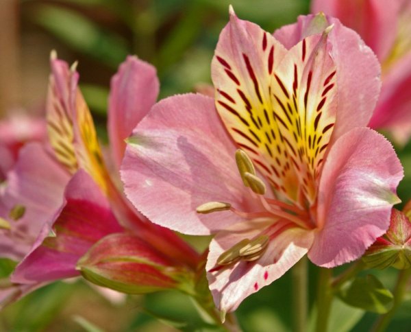 Альстромерия Джулия Гарда