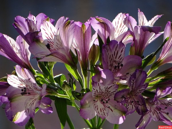 Астрометрия цветок