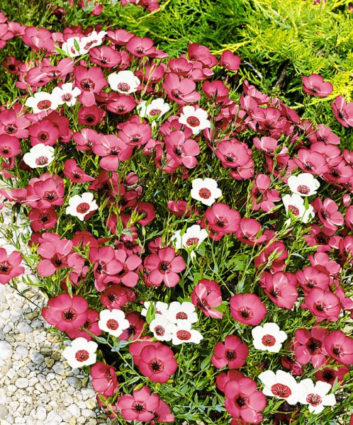 Лён многолетний (Linum perenne l.)