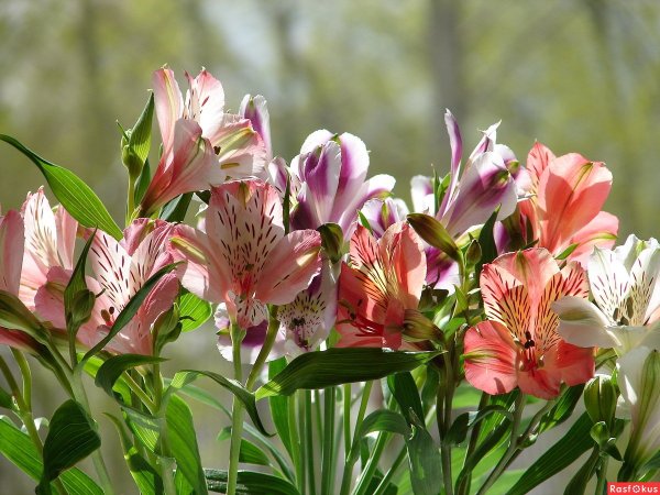 Альстромерия Венус