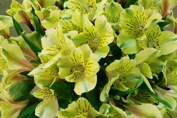 Альстромерия Перфекшн пурпурная