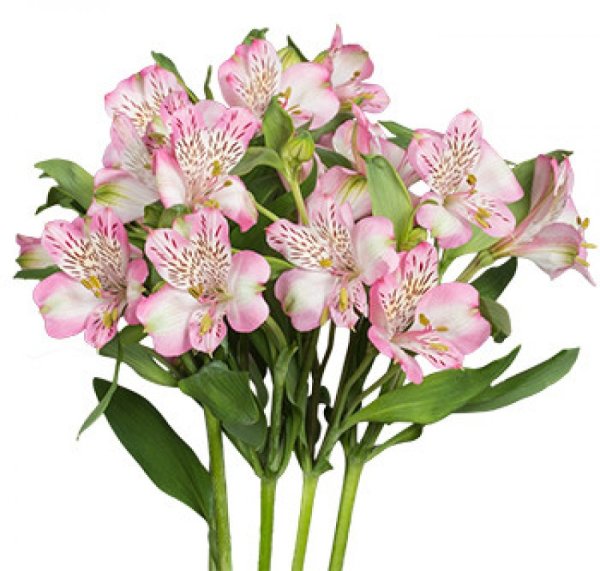 Дикая Орхидея цветок альстромерия