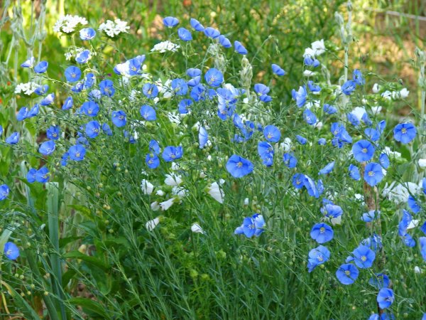 Лен многолетний Блу