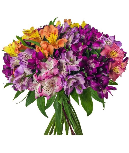 Альстромерия Перфекшн микс