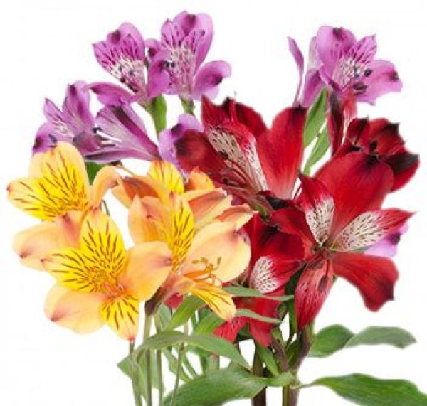 Альстромерия Венус