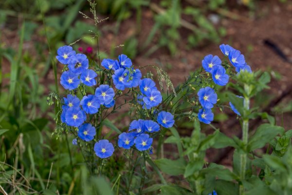Лен крупноцветковый Рубин