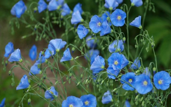 Лен многолетний Linum perenne