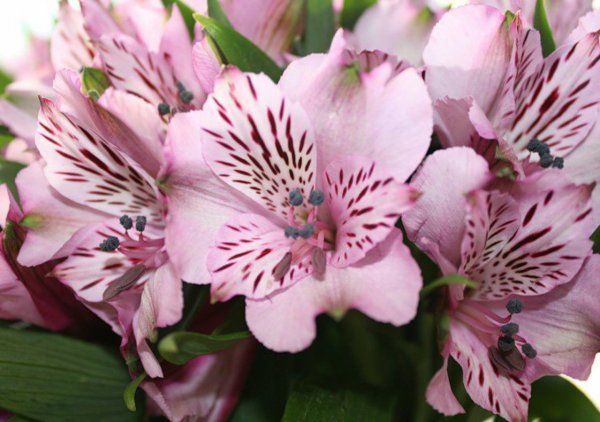 Альстромерия кровавоцветковая