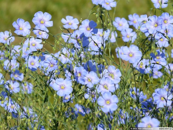 Лен крупноцветковый рубрум