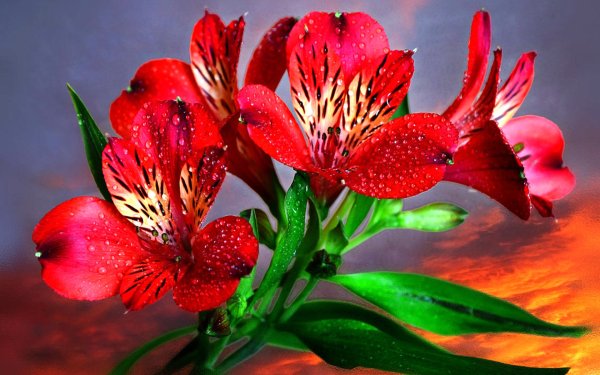 Альстромерия (Alstroemeria)