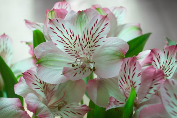 Цветы астельмерия белая