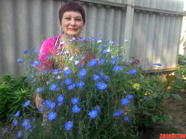 Лен крупноцветковый рубрум