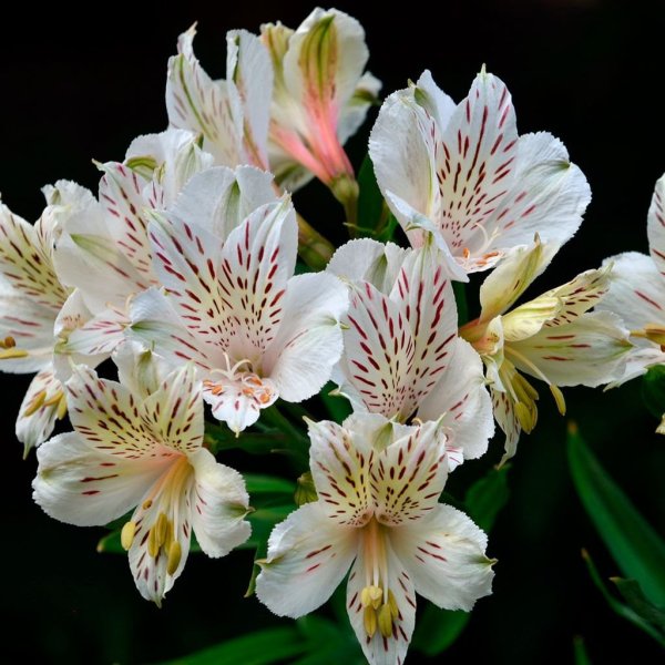 Перуанская Лилия альстромерия