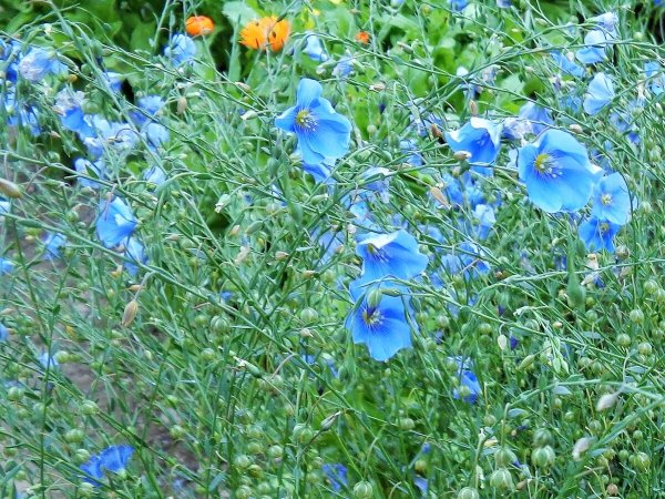 Лютик голубой полевой