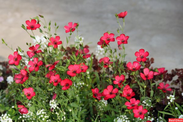 Лен многолетний Небесная лазурь