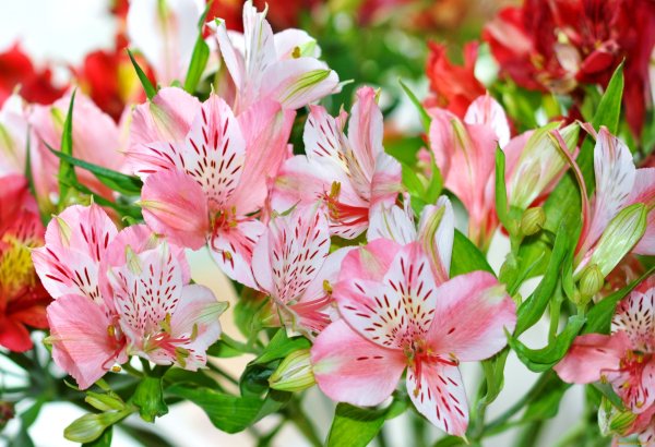 Альстромерия Фунза