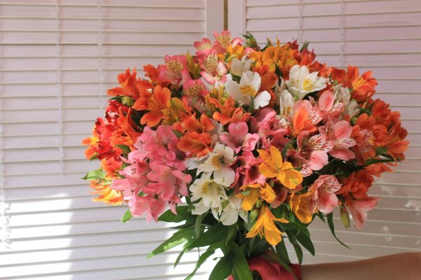 Альстромерия Кинг Кардинал