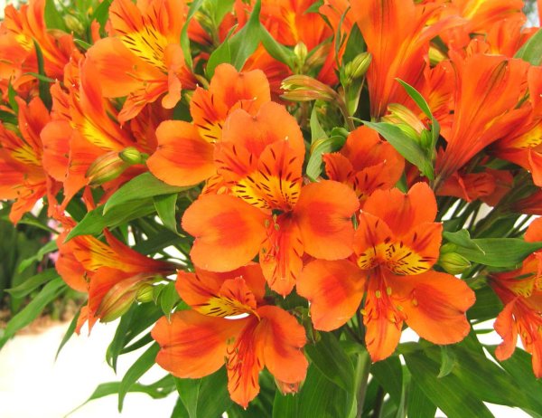 Альстромерия Перфекшн пурпурная