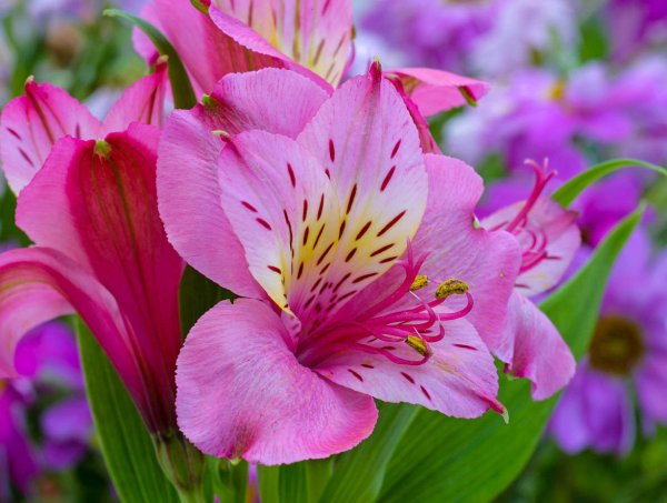 Цветы астельмерия