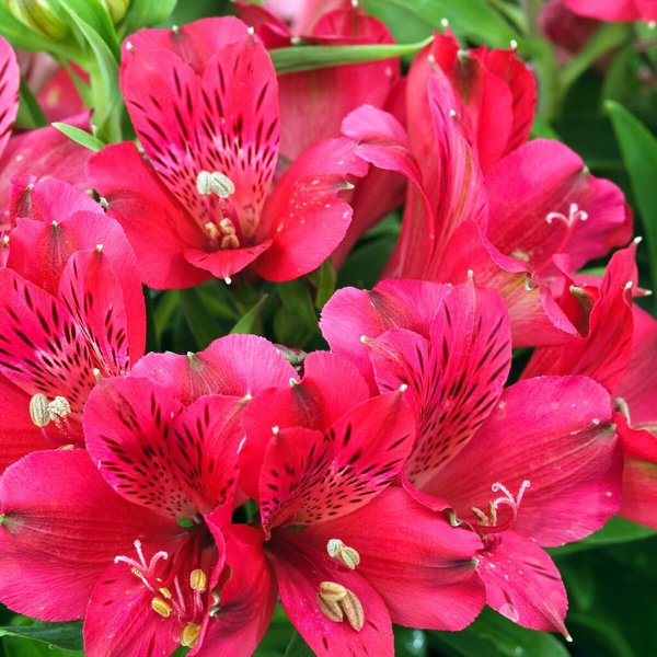 Альстромерия Дэнди Кэнди