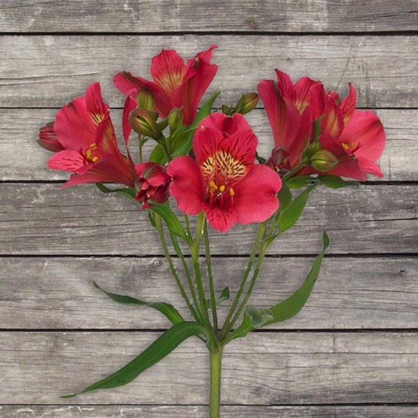 Альстромерия пелегринская