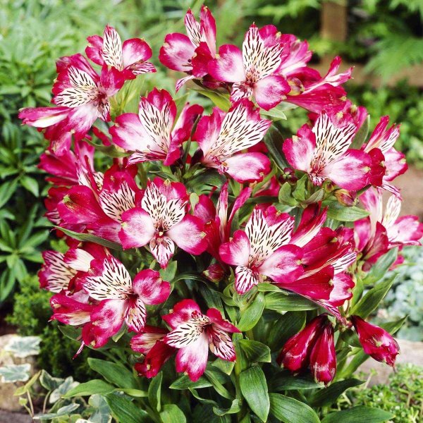 Альстромерия Гарда Вистлер