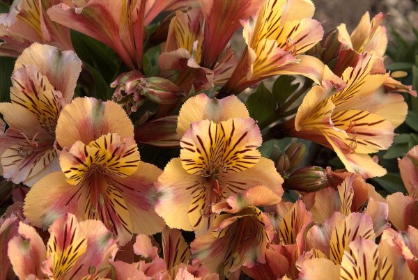 Альстромерия Джулия Гарда