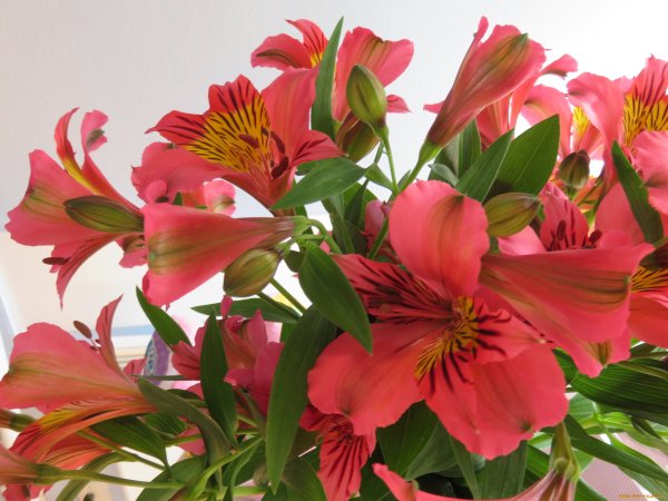 Астельмерия белая