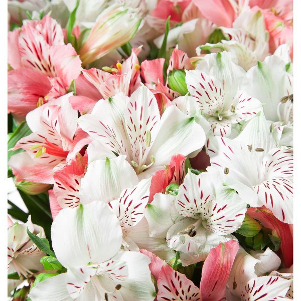 Перуанская Лилия альстромерия