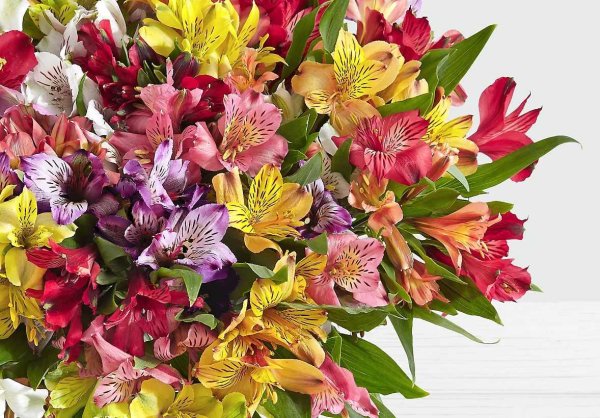 Альстромерия пелегринская