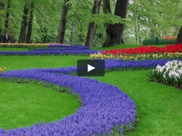 Миксбордеры Кекенхоф