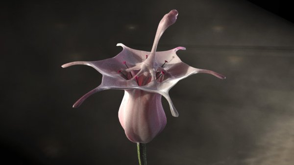 Внеземные цветы